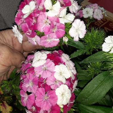 Dianthus barbatus 'Dash Magician'