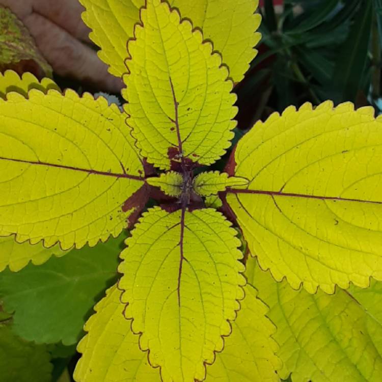 Plant image Plectranthus scutellarioides 'Pineapple Beauty'