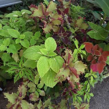 Solenostemon scutellarioides  syn. Plectranthus scutellarioides, Coleus scutellarioides, Coleus blumei