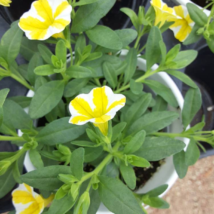 Plant image Calibrachoa Superbells® 'Lemon Slice'