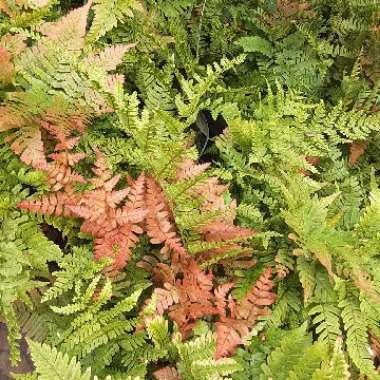 Dryopteris erythrosora 'Brilliance'