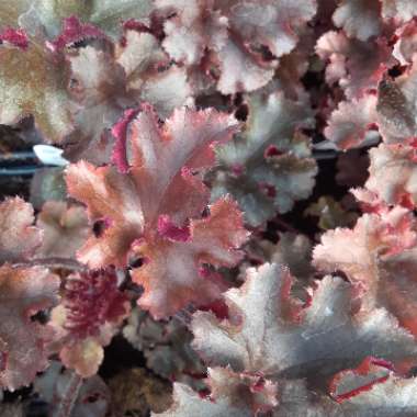 Heuchera 'Melting Fire'