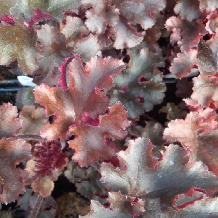 Plant image Heuchera 'Melting Fire'