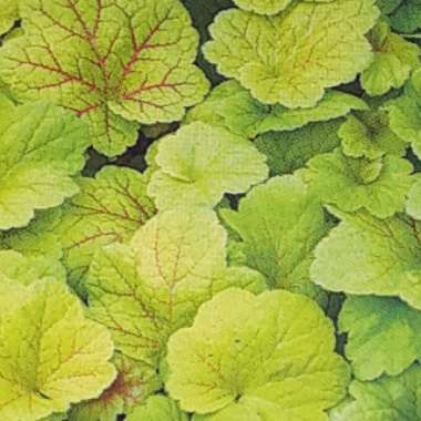 Heuchera 'Electric Lime'