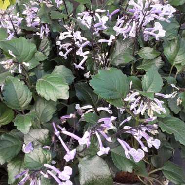 Plectranthus 'Mona Lavender'