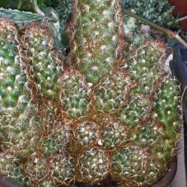 Mammillaria elongata 'Copper King'