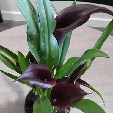 Zantedeschia 'Schwarzwalder' syn. Zantedeschia 'Black Forest'