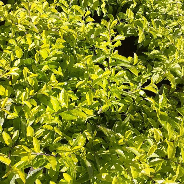 Plant image Duranta erecta 'Sheena's Gold' syn. Duranta repens 'Sheena's Gold'