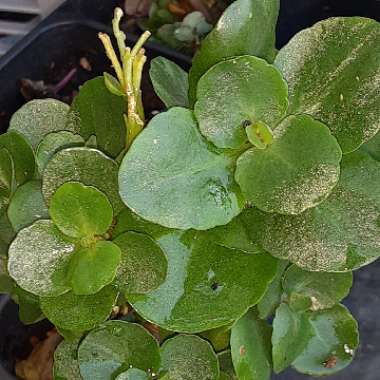 Kalanchoe blossfeldiana 'Double Flower Variety'