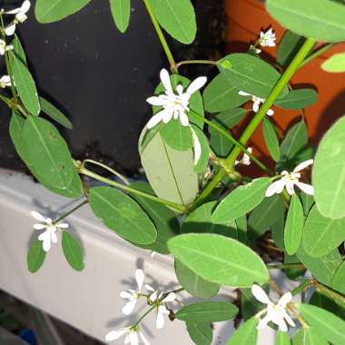 Euphorbia leucocephala 'Snow Flake'