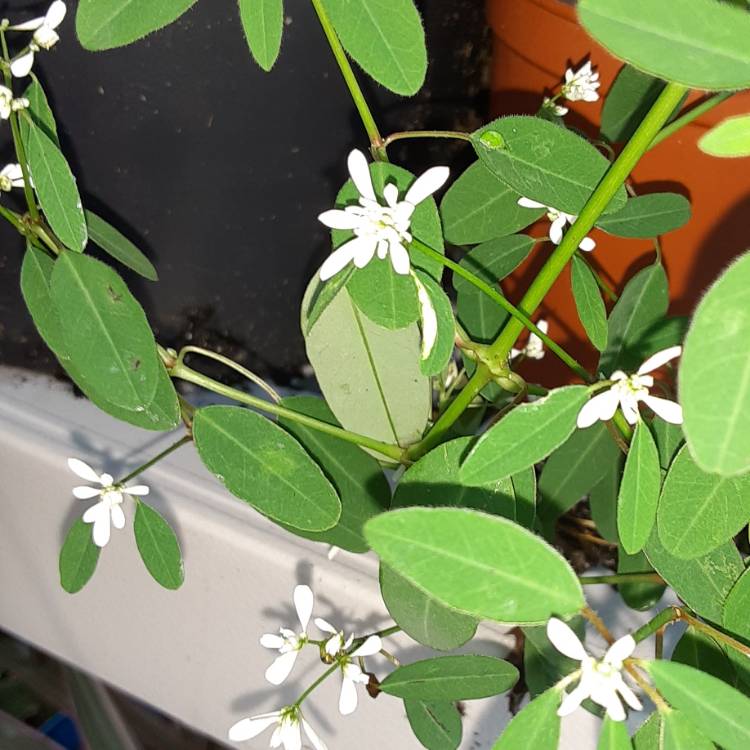 Plant image Euphorbia leucocephala 'Snow Flake'