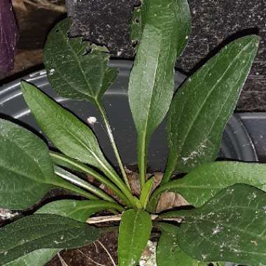 Echinacea 'Hot Papaya'