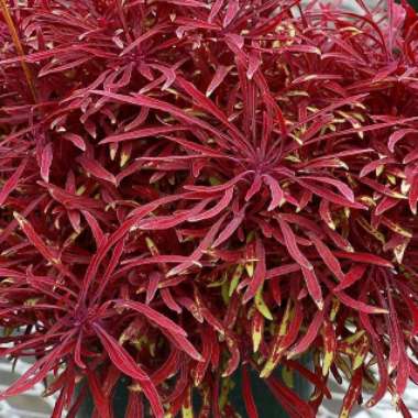 Alternanthera ficoidea 'Red Threads'