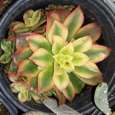 Aeonium 'Kiwi'