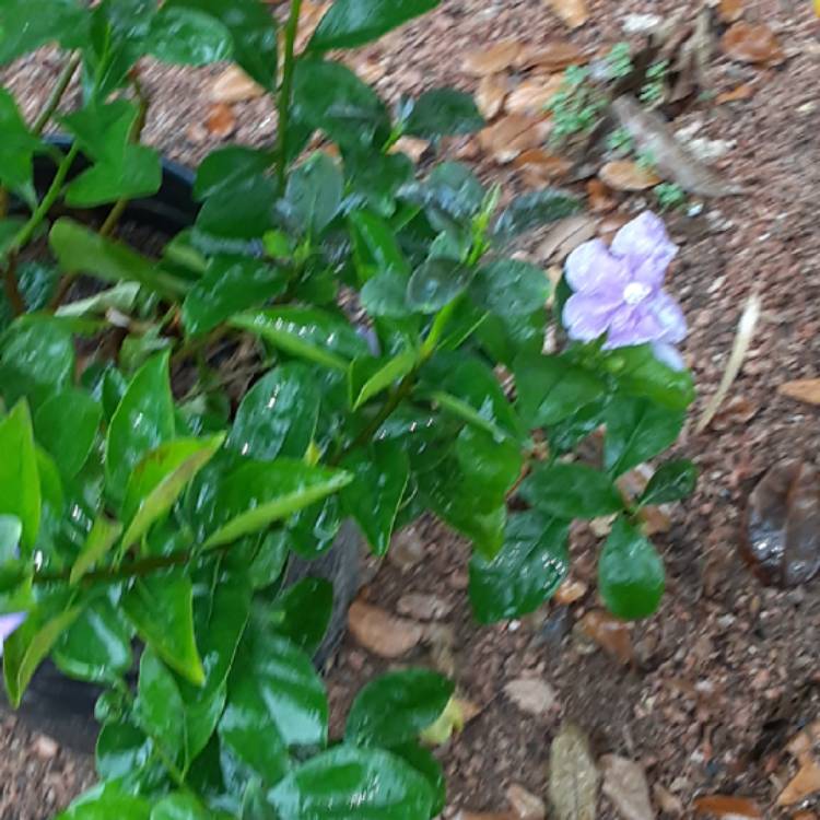 Plant image Brunfelsia pauciflora syn. Brunfelsia calycina