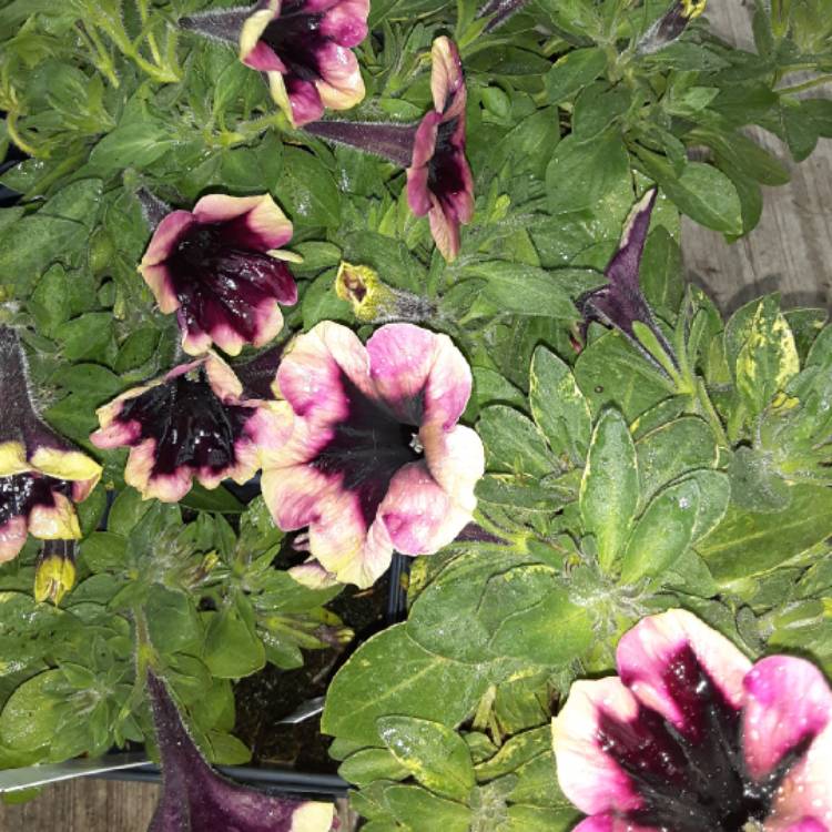 Plant image Petunia 'Wespecrablamo' (Crazytunia Series) syn. Petunia 'Blackberry Mojito'