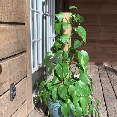 Epipremnum aureum  syn. Epipremnum pinnatum 'Aureum', Scindapsus aureus, Pothos aureus, Rhaphidophora aurea