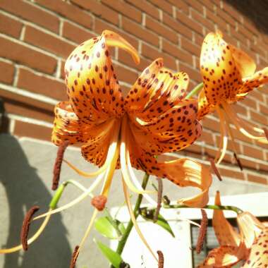 Lily (Species) Henry's Lily