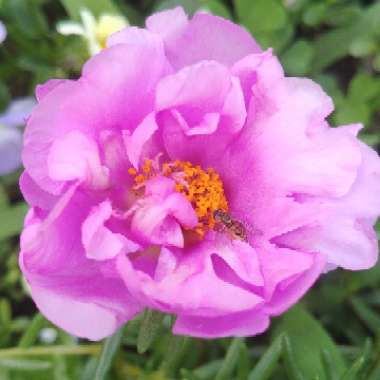 Moss Rose 'Samba Pink Bicolor'