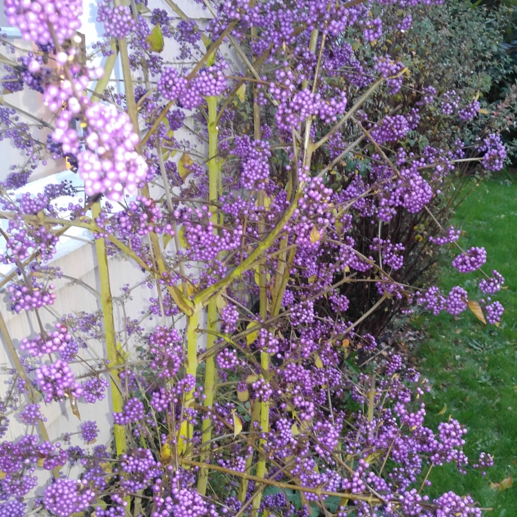 Plant image Callicarpa bodinieri var giraldii 'Profusion' syn. Callicarpa bodinieri 'Profusion'