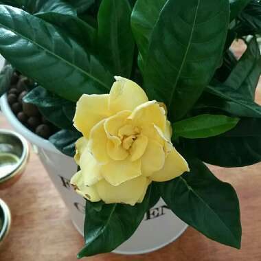 Gardenia jasminoides 'Magnifica'