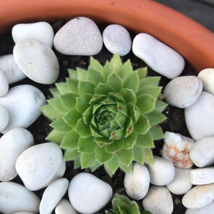 Plant image Jovibarba globifera subsp. hirta var. preissiana