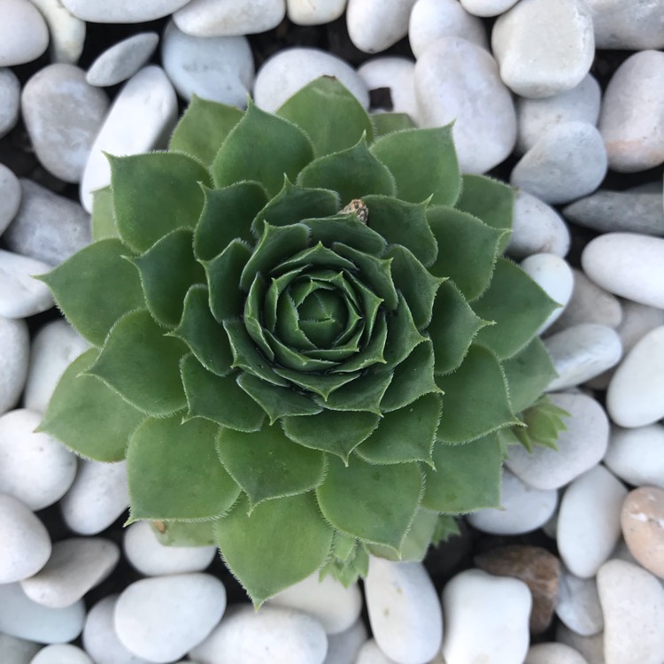 Plant image Sempervivum Silverine