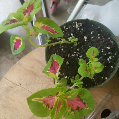 Coleus