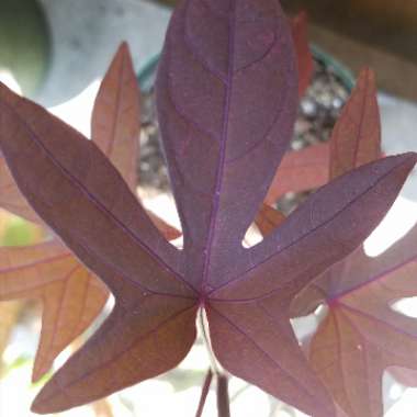 Blackie Sweet Potato Vine