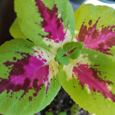 Coleus