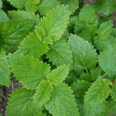 Lemon Balm