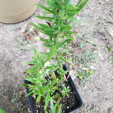 Rosemary 'Barbeque'