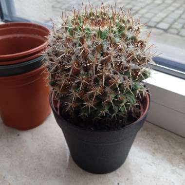 Cactus