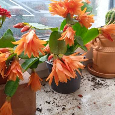 Zygocactus,Thanksgiving Cactus