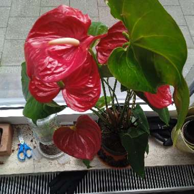 Flamingo Flower