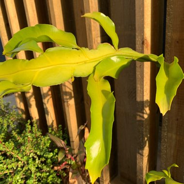 Orchid Cactus 'Queen of the night'