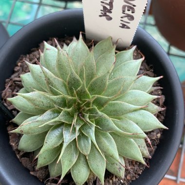 Graptoveria 'Silver Star'