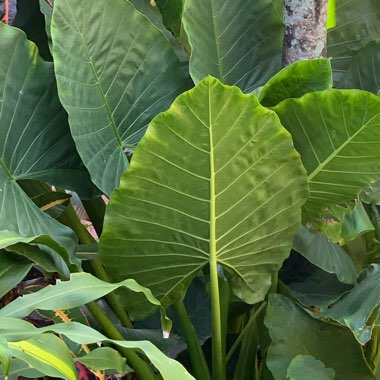 Elephant Ear (Colocasia)