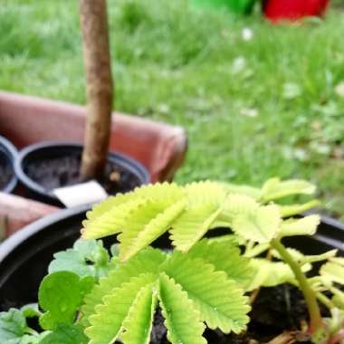 Sanguisorba 'Lilac Squirrel'