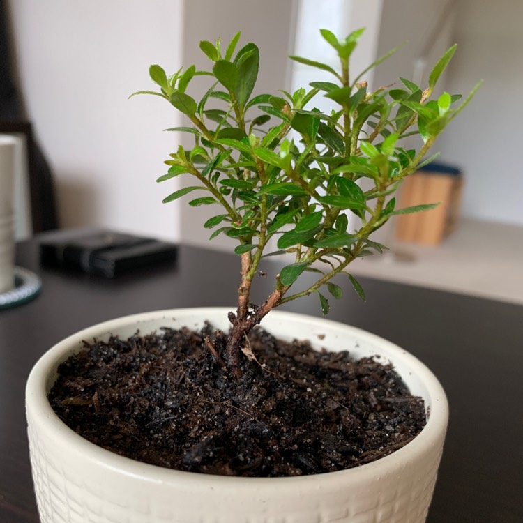 Plant image Rhododendron obtusum 'Hinomayo'