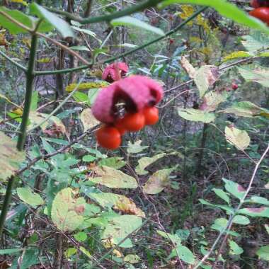 American Strawberry Bush