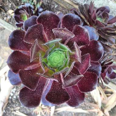 Aeonium Arboreum 'Velour'