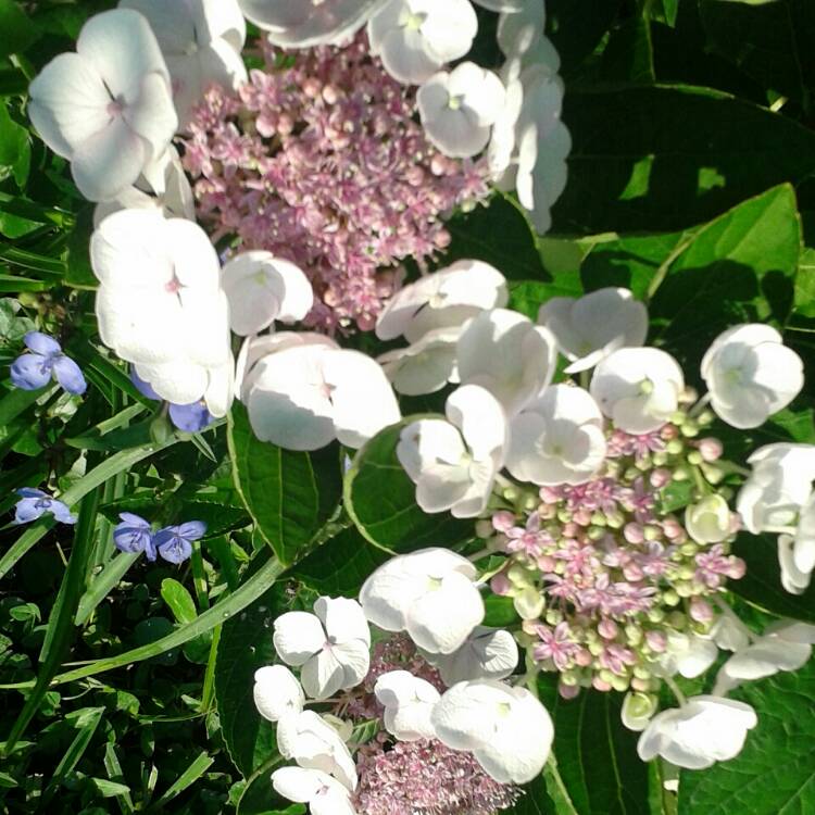 Plant image Hydrangea macrophylla 'Blaumeise'