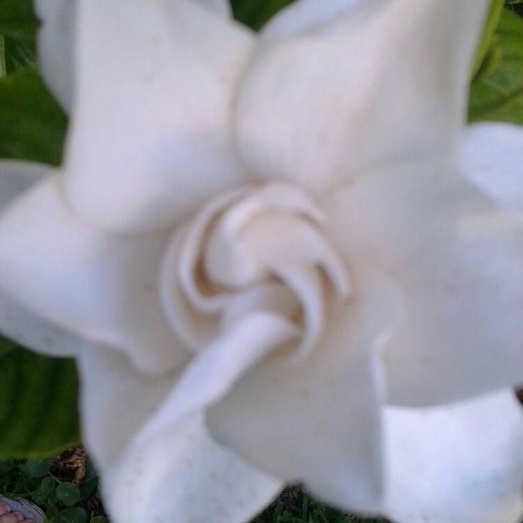 Plant image Gardenia jasminoides 'Professor Pucci'