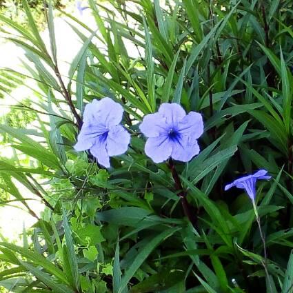 Plant image Ruellia brittoniana 'Purple Showers'