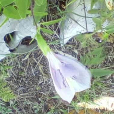 Clitoria mariana