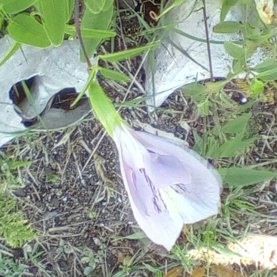 Plant image Clitoria mariana