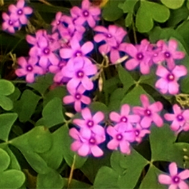 Oxalis