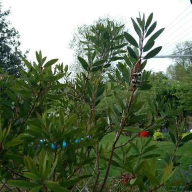 Bottle brush