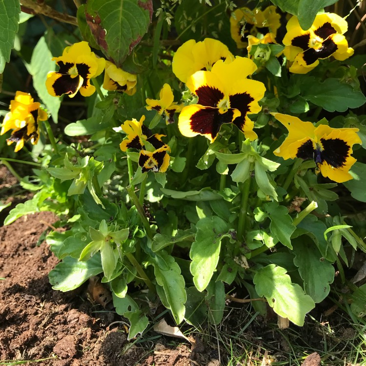 Plant image Viola x wittrockiana 'Imperial series'